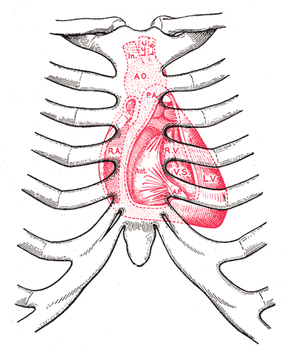 heart diagram apex