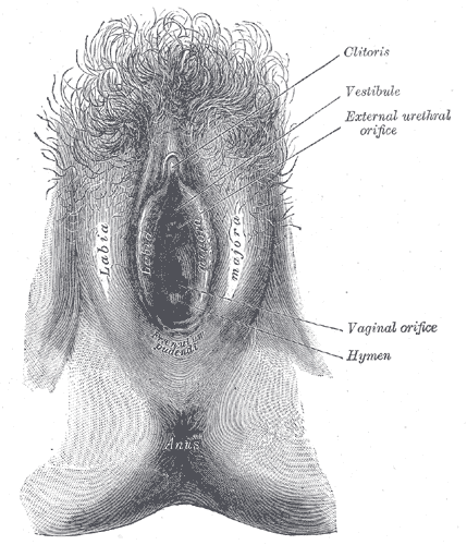 The labia majora (singular: "labium majus") are two prominent longitudinal 