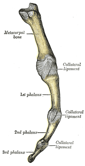 In the hinge joint ("ginglymus"), the articular surfaces are moulded to each 