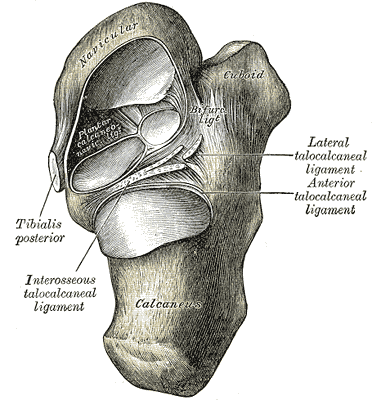 ligaments of the foot from