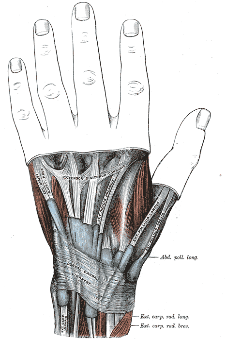 Extensor retinaculum of the hand. Infobox Anatomy Name = PAGENAME