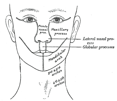 nodes in neck. Lymph+nodes+locations+neck