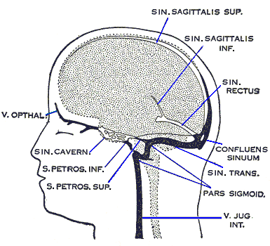 Caption = Dural veins (Inferior sagittal sinus labeled as "SIN.