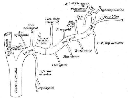 Caption = Arteries of the neck - right side. The external carotid artery 