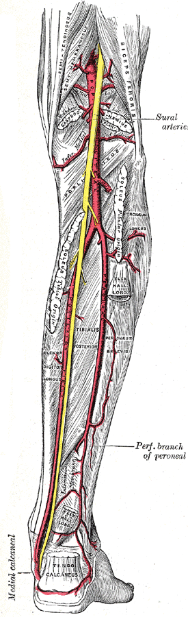 Caption = Major arteries of the leg 