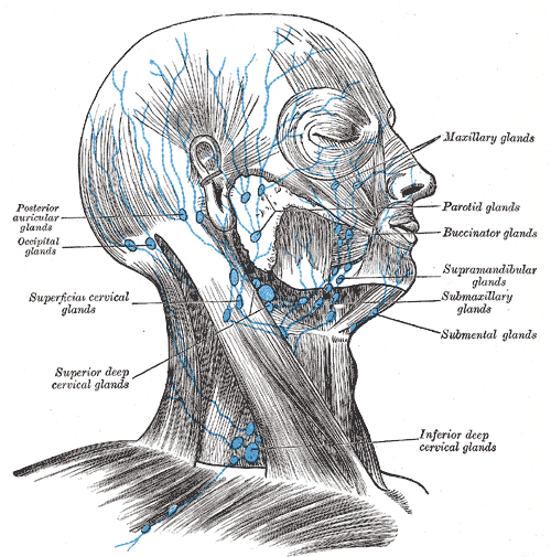 Caption = Superficial lymph glands and lymphatic vessels of head and neck.