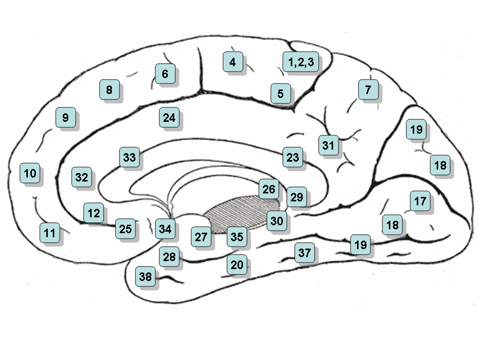 Cingulate cortex