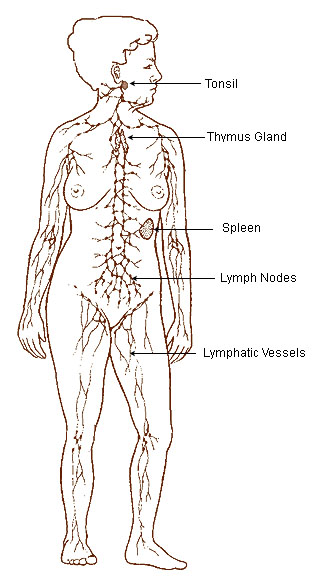 Organs Of The Lymphatic System