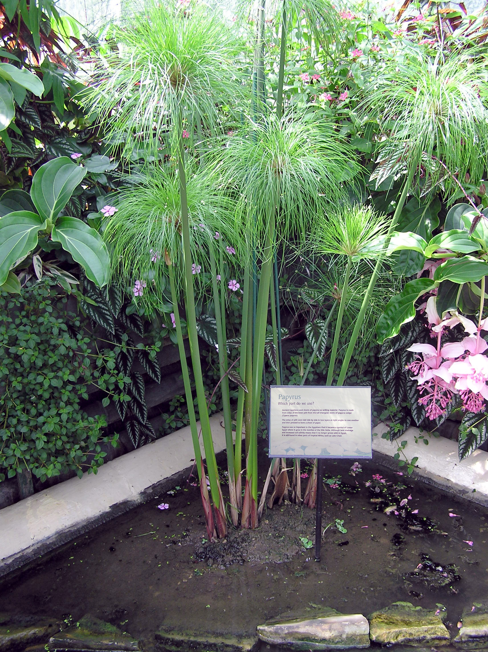 papyrus cyperus plante nile kew papirus jardin arp tropical container rastlina