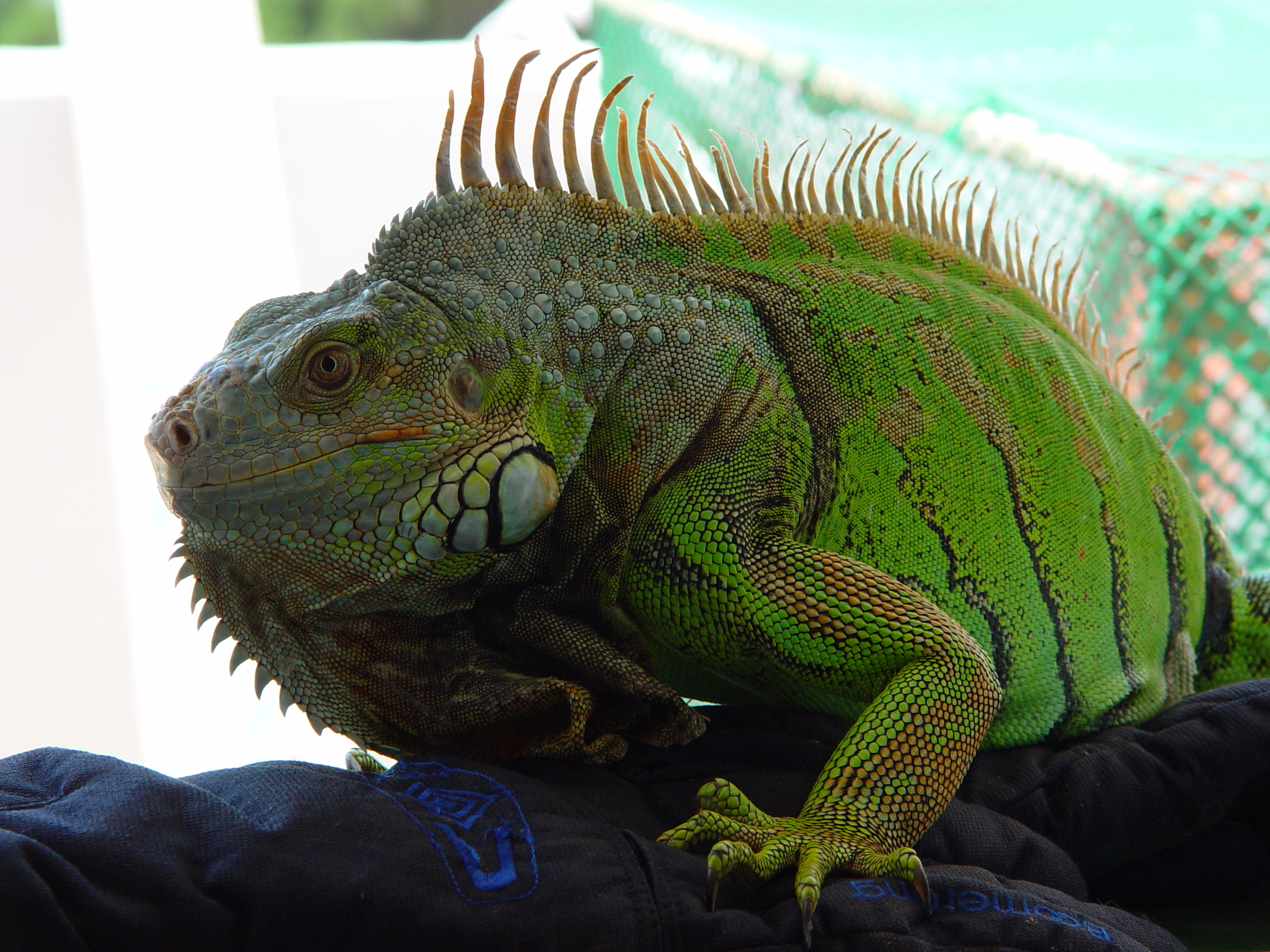 iguana peru