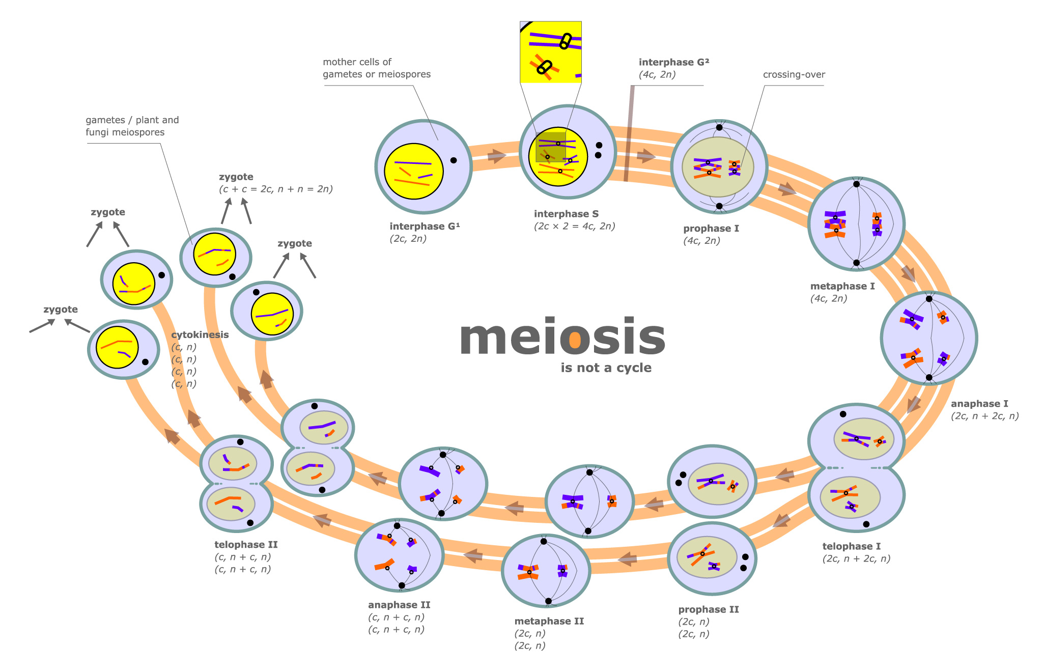 meiosis - Mrs. King's BioWeb