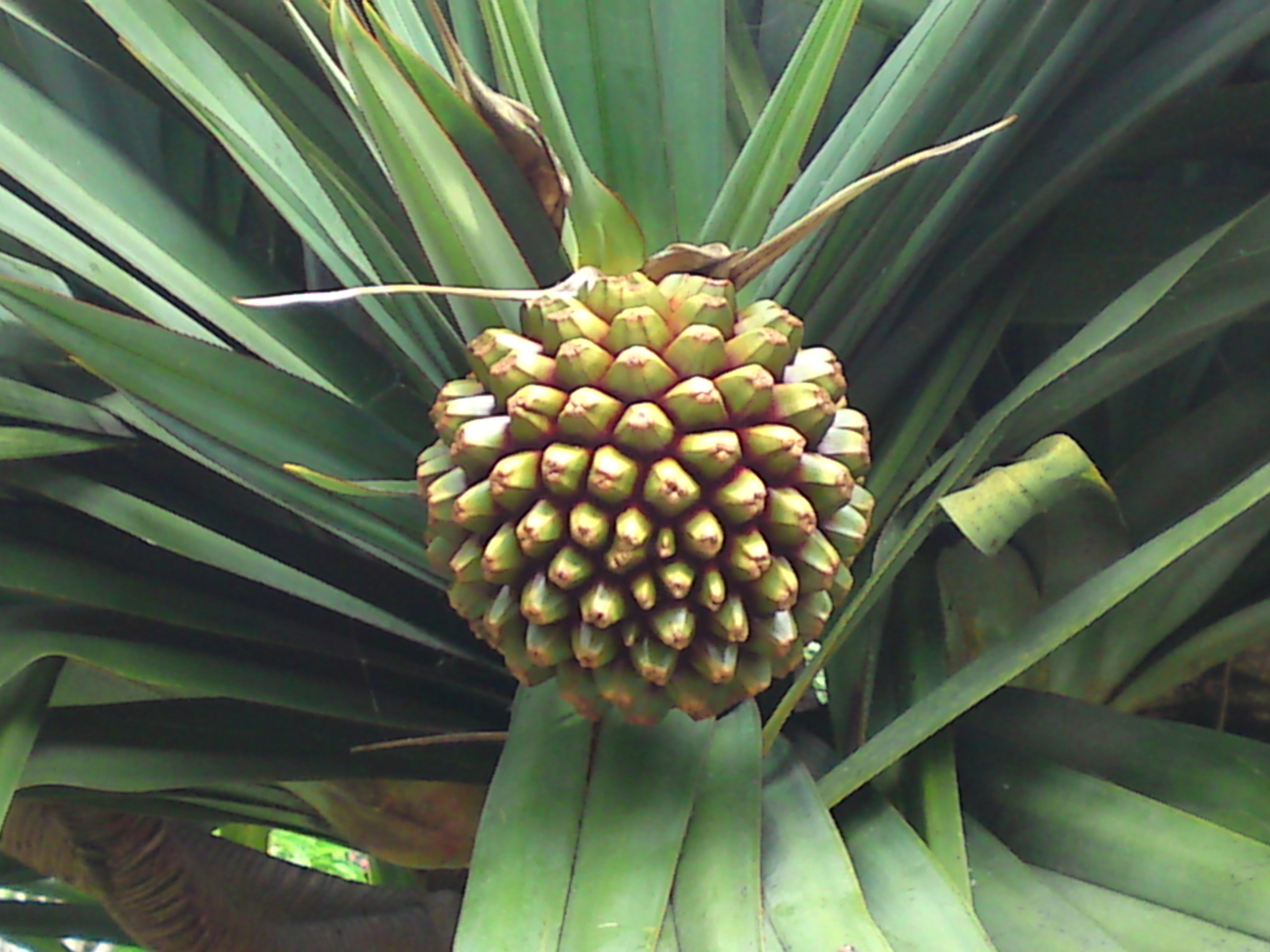 pandanus-utilis