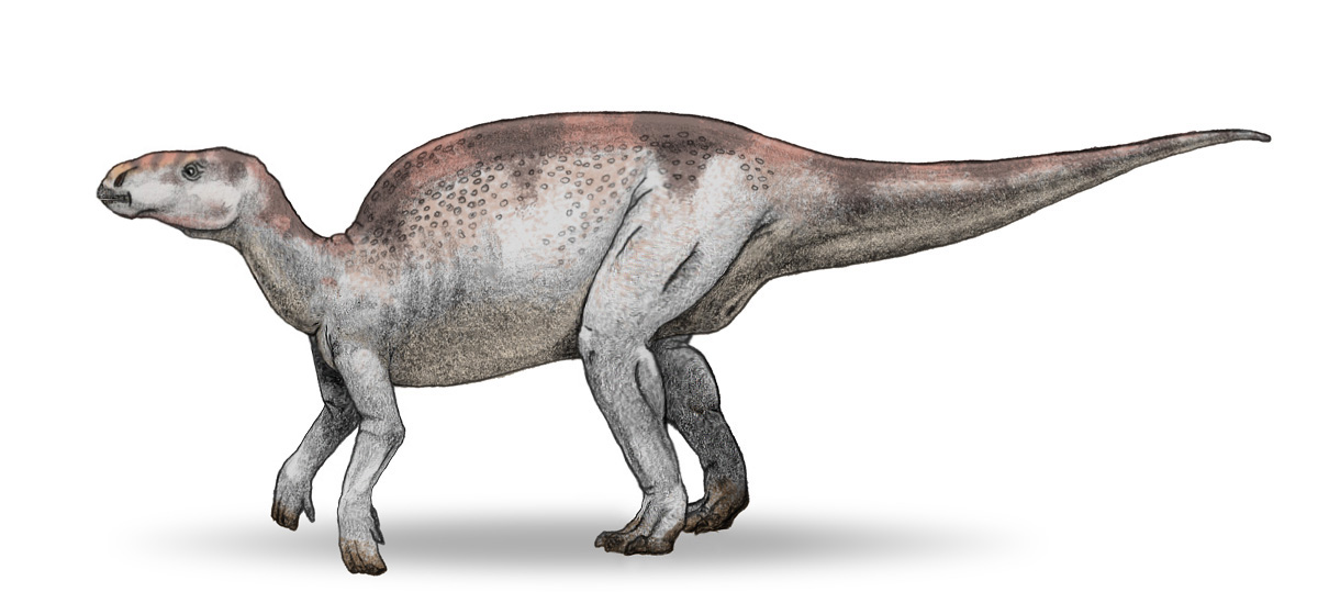 Probactrosaurus_v3.jpg