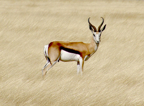 image_caption = Springbok in Etosha National Park , Namibia