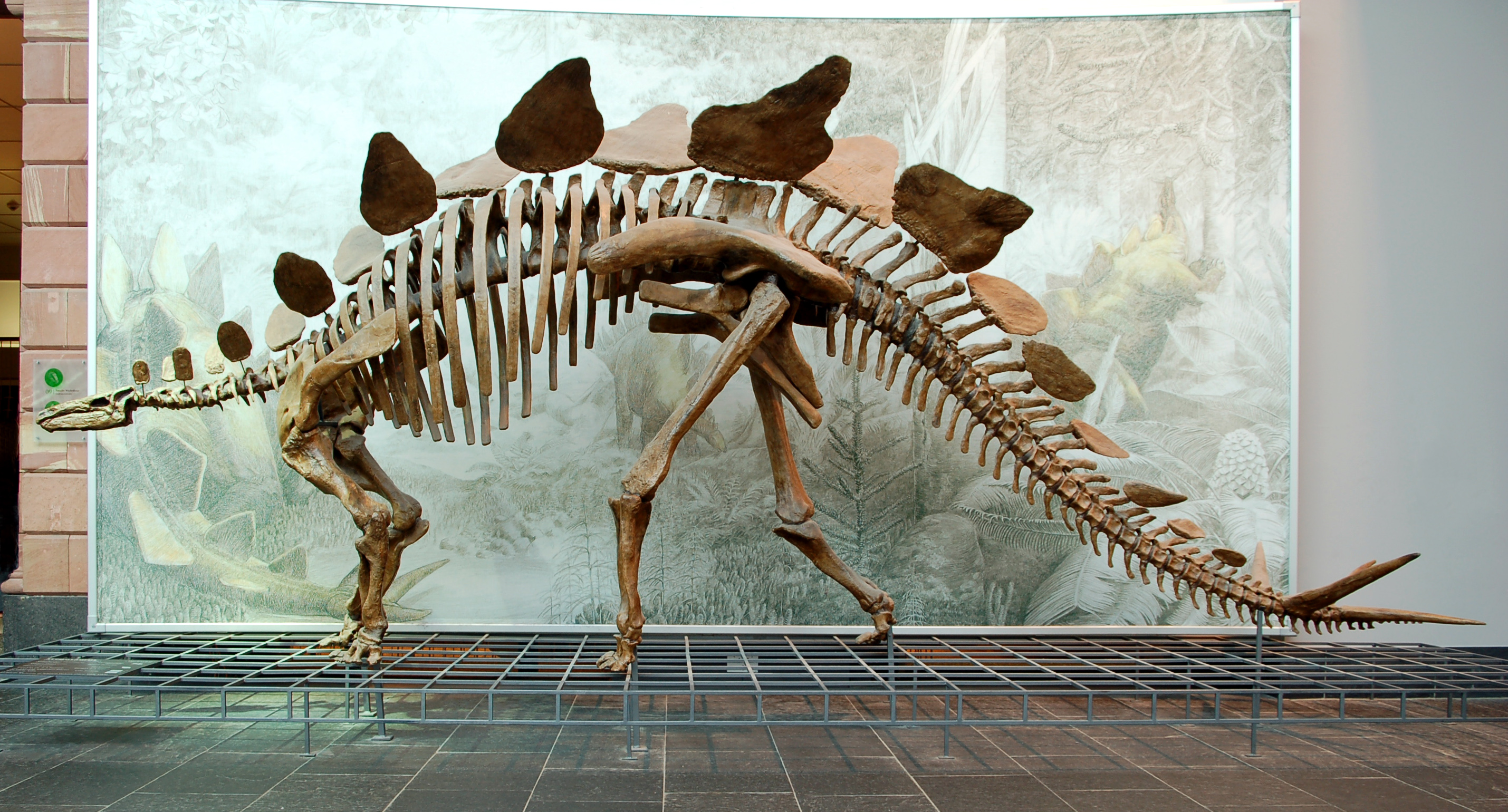 Stegosaurus_Senckenberg.jpg