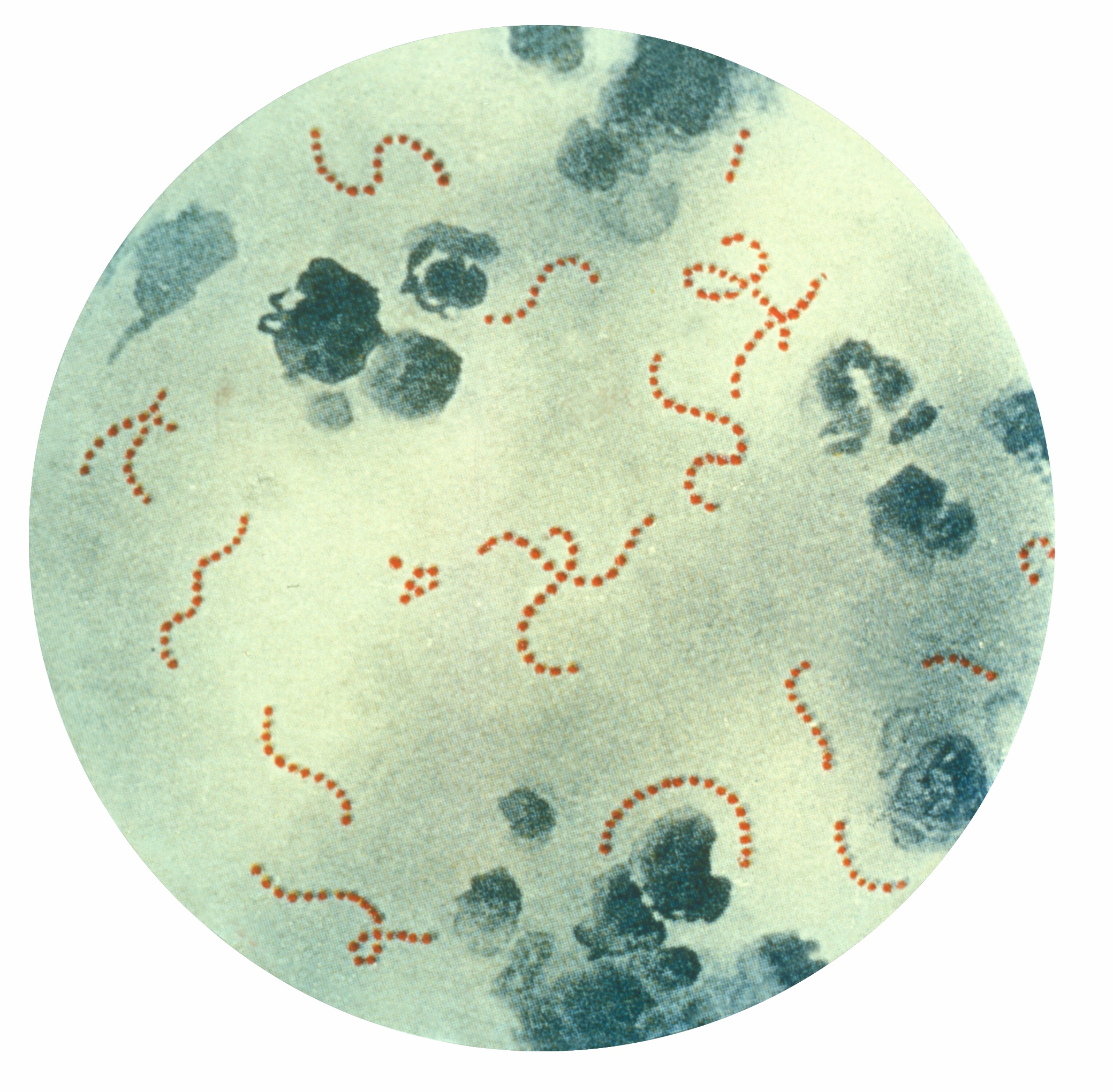 streptococcus pyogenes shape