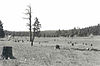 Barney Flat Historic Railroad Logging Landscape