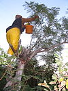 A woman wearing protective gloves and holding a small pail reaches out to the branches of a small tree to catch stink bugs.