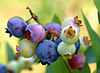 PattsBlueberries.jpg