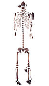 Skelett Moora Denkmalinstitut.jpg