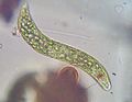Euglena viridis.jpg