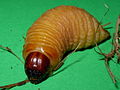 Rhynchophorus ferrugineus larva.JPG