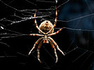 A large garden spider waits in the centre of its web.