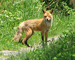 American Red Fox.jpg