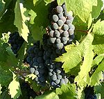 Zinfandel grapes ripening on a vine