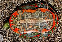 The under shell(plastron) of a western painted turtle