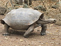 A tortoise of the chathamensis subspecies. It has a slightly saddle shaped shell.
