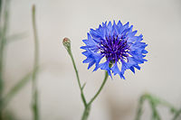 Cornflower Blue.jpg