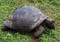 A tortoise of the porteri subspecies. It has a rounded shell shaped like a dome.