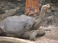 A tortoise of the abingdoni subspecies. It has a distinctively saddle shaped shell that flares above the neck and limbs.