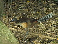 Female, Mount Warning, New South Wales