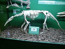 Colour photograph of skeleton of an anteater in a glass case with other skeletons. It shows a long thin snout and front legs clearly resting on knuckles