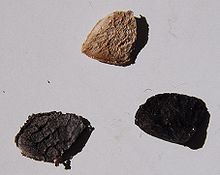 three triangular or wedge-shaped large seeds on a grey background