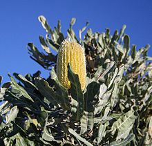 A yellow flower spike emerges above foliage against the blue sky background.
