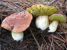 A group of three mushrooms with reddish-brown caps, bright yellow porous undersides, and thick white stems. They are growing on the ground in dirt covered with pine needles.