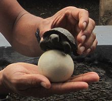 A tour guide holds up a tortoise egg and a small tortoise. The egg comfortably rests in the palm of a hand. It is spherical and the size of a billiard ball. It has a smooth white surface with a light layer of dirt on it. The tortoise is held by the other hand, above the egg. The width of the tortoise is only marginally wider than the egg.