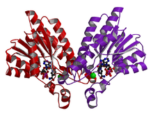 Human xylulose reductase holoenzyme.png