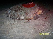 A loggerhead sea turtle resting on the beach. An antenna is attached to its back.
