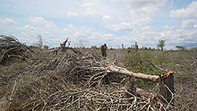 Spiny forest destruction in southern Madagascar, showing trees and brush cut down and lying on the ground