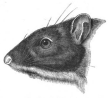 Head of a rat, with long vibrissae and large ears, dark above and on the cheeks, lighter below.