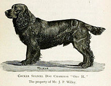 A drawing of a dark colored cocker spaniel, in profile, facing left.