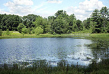 An open pond
