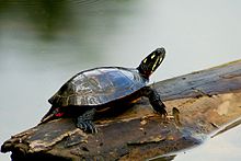 A painted turtle standing on a floating log