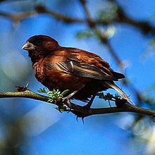 A small mainly chestnut coloured sparrow with a thick bill perching on a branch and ruffling its feathers