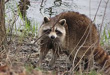 A common raccoon standing at the shore of a small pond
