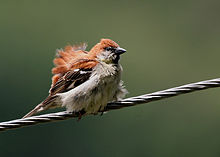 A male perching on wires and ruffling its feathers